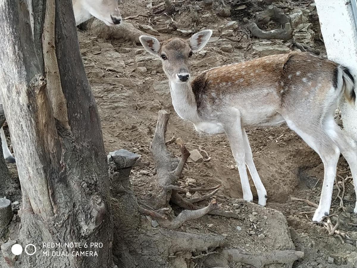 Il Silenzio Villa Magarikari ภายนอก รูปภาพ